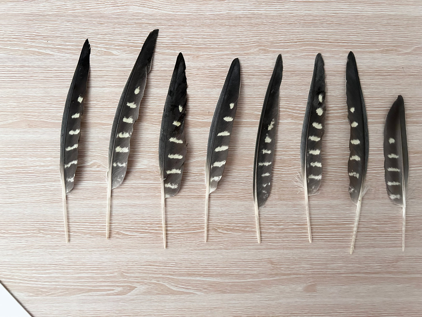 13 Natural Cockatiel Feathers - Bulk Buy for Crafting, Millinery & DIY Jewelry