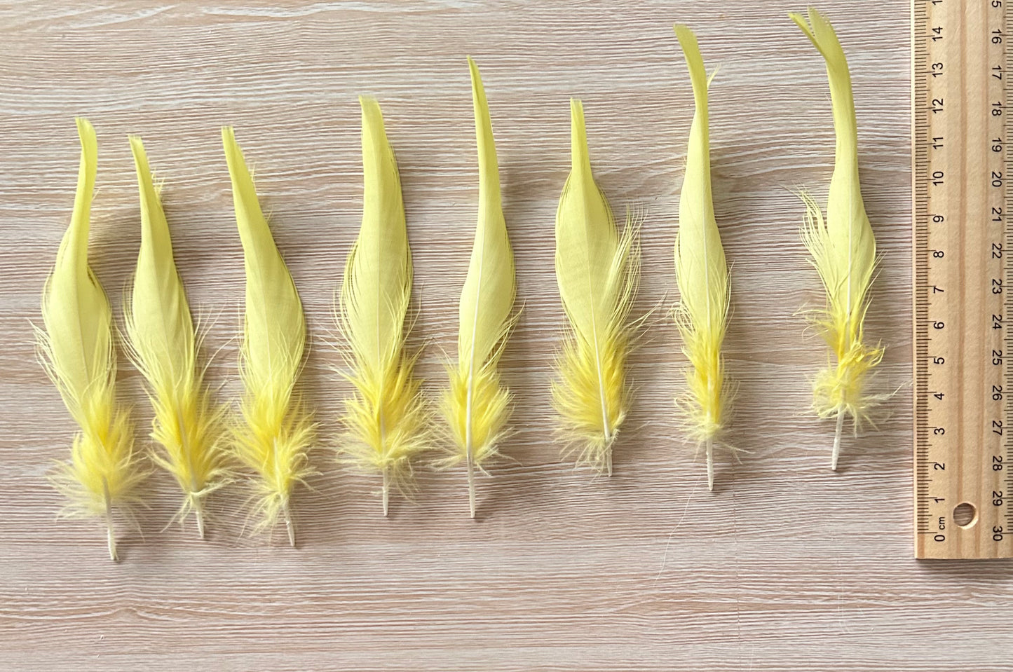Bulk Sulfur-Crested Cockatoo Feathers (Cacatua galerita) - Real Yellow Bird Feathers for DIY Crafts, Millinery & Jewelry Making