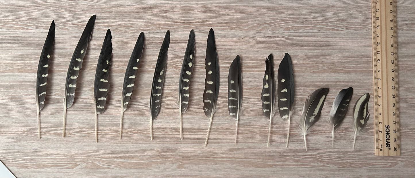 13 Natural Cockatiel Feathers - Bulk Buy for Crafting, Millinery & DIY Jewelry