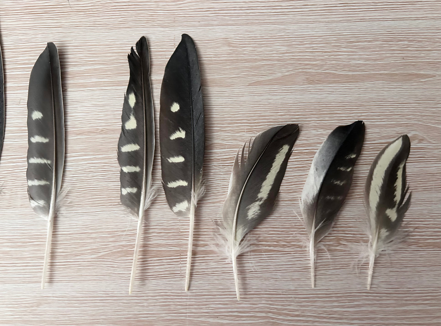 13 Natural Cockatiel Feathers - Bulk Buy for Crafting, Millinery & DIY Jewelry