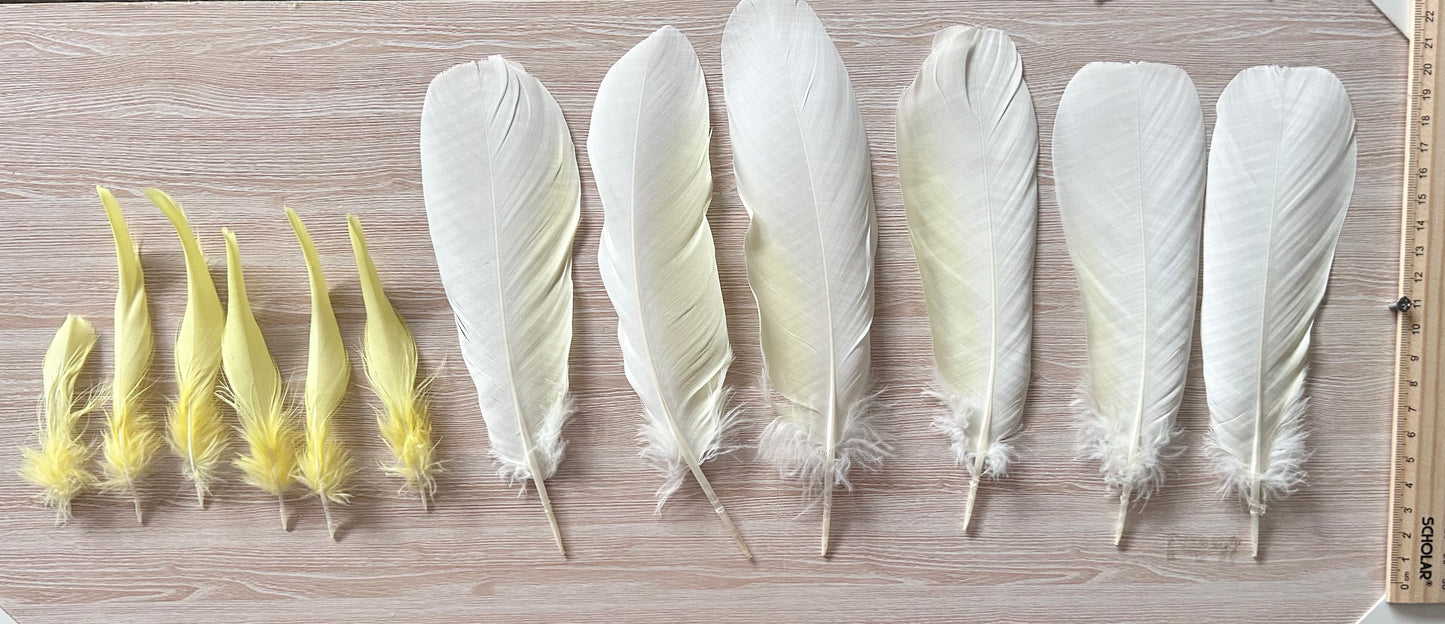 Sulphur-crested Cockatoo Feathers (Cacatua galerita) | Ethical Bulk Buy for DIY Crafts, Millinery & Smudging | 12pc