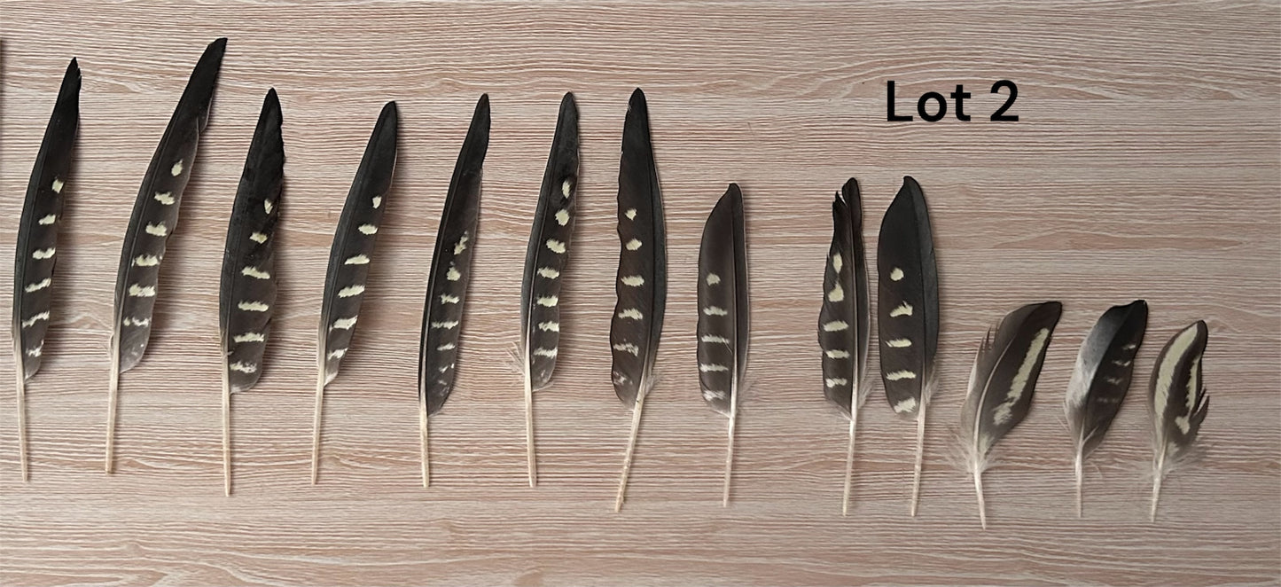 13 Natural Cockatiel Feathers - Bulk Buy for Crafting, Millinery & DIY Jewelry