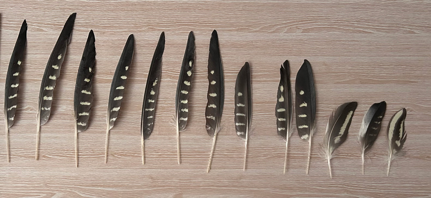 13 Natural Cockatiel Feathers - Bulk Buy for Crafting, Millinery & DIY Jewelry