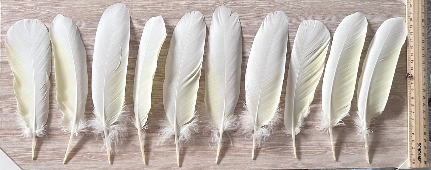 10pc Sulphur-crested Cockatoo Feathers (Cacatua galerita) | Bulk Buy for DIY Crafts, Millinery & Smudging | Ethically Sourced