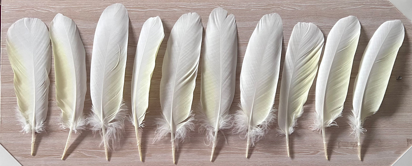 10pc Sulphur-crested Cockatoo Feathers (Cacatua galerita) | Bulk Buy for DIY Crafts, Millinery & Smudging | Ethically Sourced