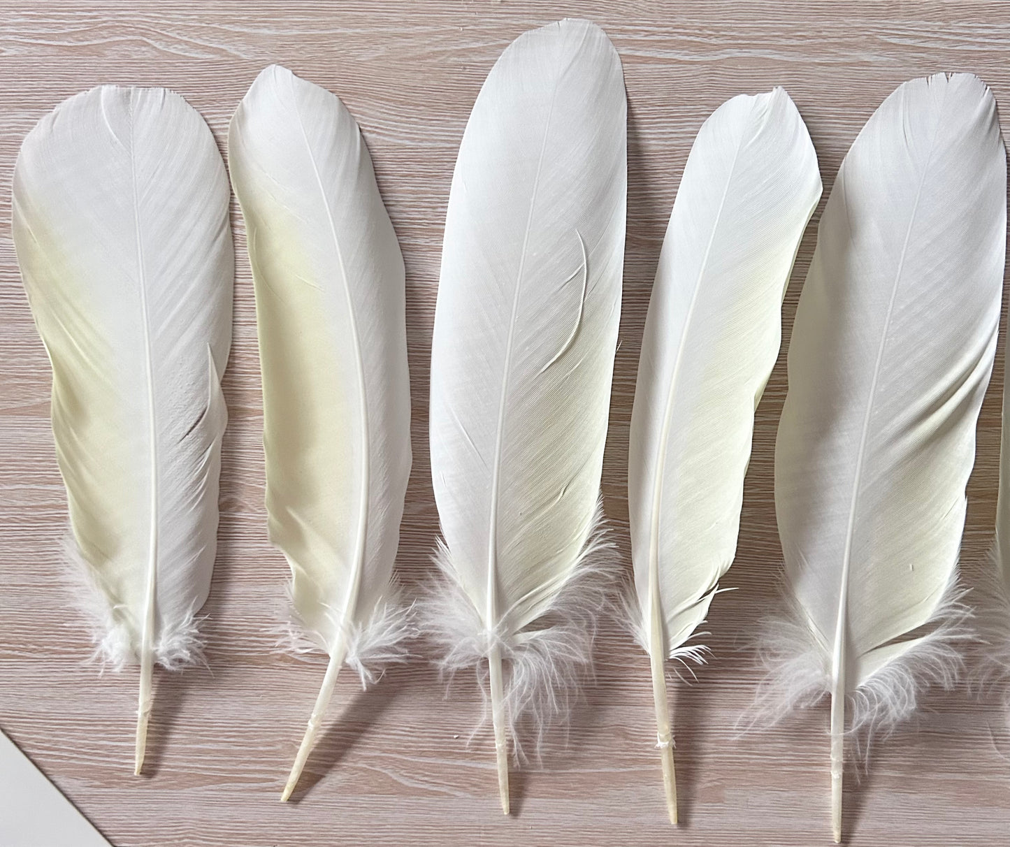 10pc Sulphur-crested Cockatoo Feathers (Cacatua galerita) | Bulk Buy for DIY Crafts, Millinery & Smudging | Ethically Sourced