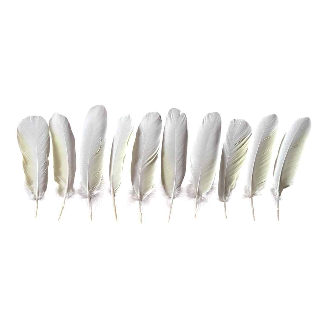 10pc Sulphur-crested Cockatoo Feathers (Cacatua galerita) | Bulk Buy for DIY Crafts, Millinery & Smudging | Ethically Sourced