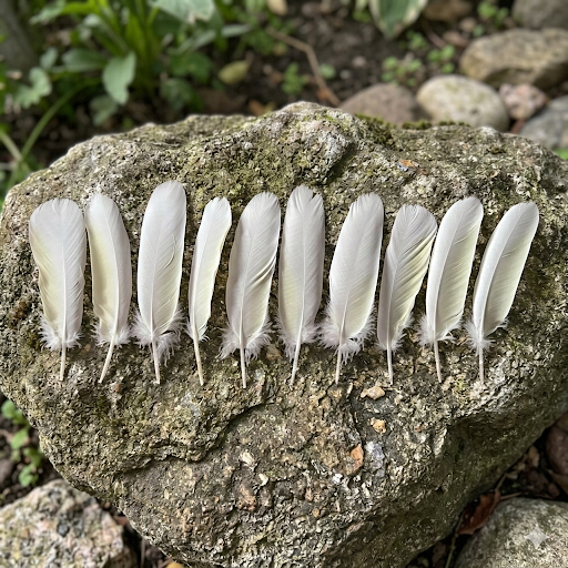 10pc Sulphur-crested Cockatoo Feathers (Cacatua galerita) | Bulk Buy for DIY Crafts, Millinery & Smudging | Ethically Sourced