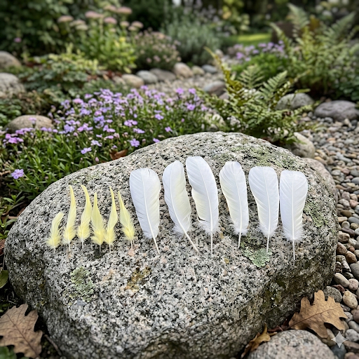 Sulphur-crested Cockatoo Feathers (Cacatua galerita) | Ethical Bulk Buy for DIY Crafts, Millinery & Smudging | 12pc