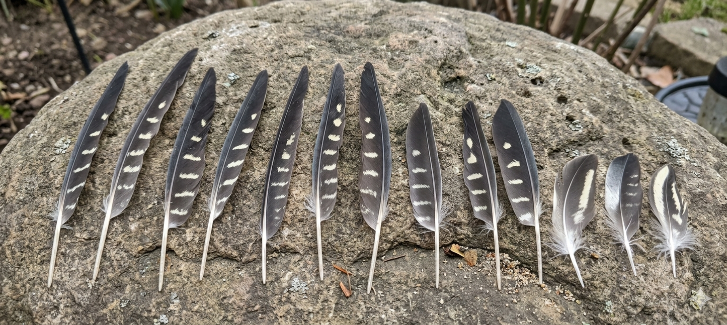 13 Natural Cockatiel Feathers - Bulk Buy for Crafting, Millinery & DIY Jewelry